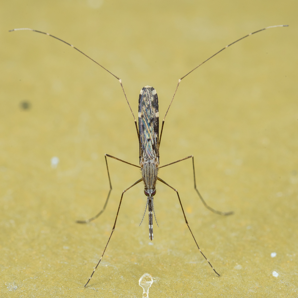 Anopheles hyrcanus