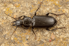 Pterostichus elongatus