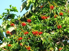 Combretum farinosum