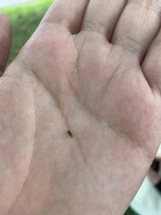 Dryophthorus americanus