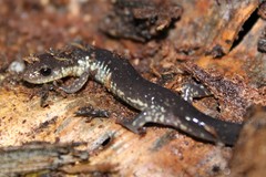 Plethodon wehrlei