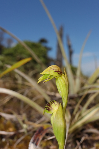 Image of Waireia stenopetala by (c) Hayden Jones, some rights reserved (CC BY)