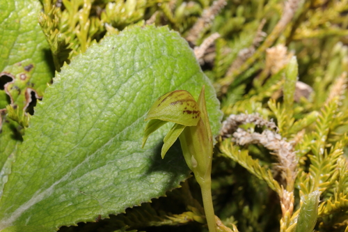 Image of Waireia stenopetala by (c) Hayden Jones, some rights reserved (CC BY)