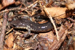 Plethodon wehrlei