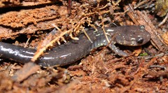 Plethodon wehrlei