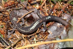 Plethodon wehrlei