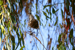 Icterus bullockii
