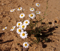 Anthemis melampodina