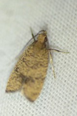 Psilocorsis quercicella