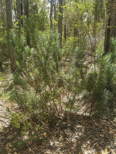 Emu berry (Podocarpus drouynianus)