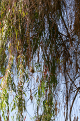 Icterus bullockii
