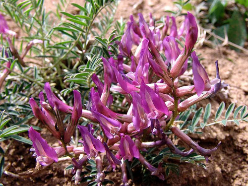 Astragalus rostratus