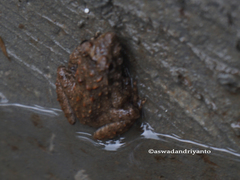 Limnonectes microdiscus