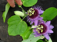 Image of Passiflora chocoensis