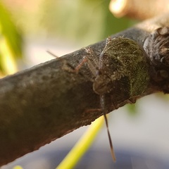 Antiteuchus tripterus