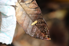 Lepidoptera