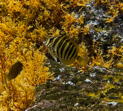 Black-Barred Surgeonfish photo 4