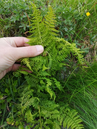 papradka alpínska (Athyrium distentifolium)
