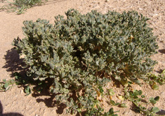 Anastatica hierochuntica