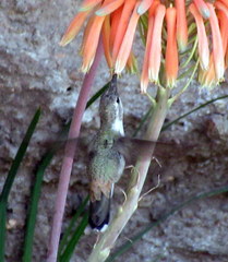 Rhodopis vesper