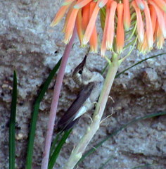 Rhodopis vesper