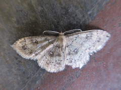 Cyclophora