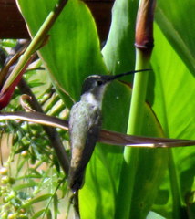 Rhodopis vesper