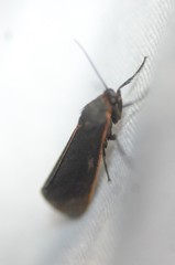Virbia laeta