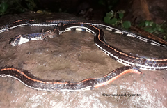 Calliophis intestinalis