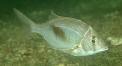 Collared Large-Eye Bream photo 1