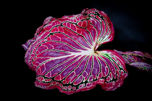 Caladium bicolor