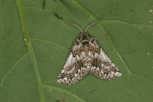 Phaselia serrularia