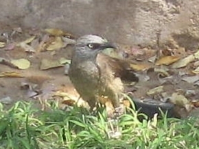 Black-faced Babbler (Turdoides melanops), photo 10