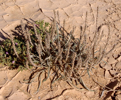 Plantago cylindrica
