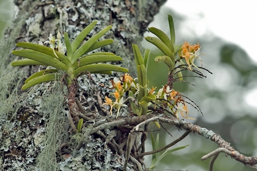 Hidden Bird Orchid (Cyrtorchis praetermissa)