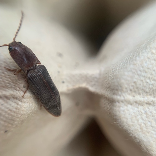 V click beetle, Amsterdam, Oude Haagseweg, photo 10 of 10