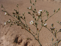 Polycarpaea confusa