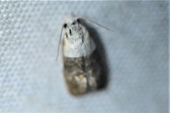 Eugnosta erigeronana