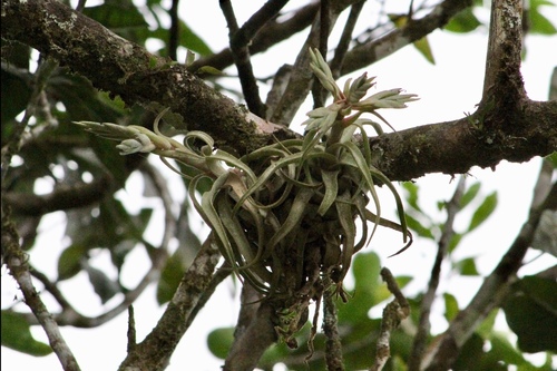 Curly Airplant (Tillandsia streptophylla)