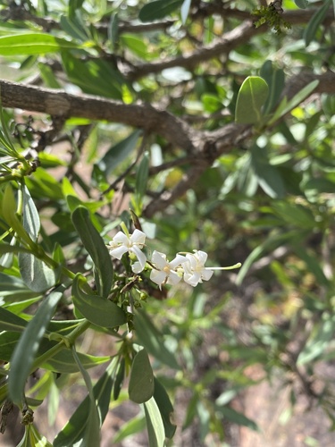 Grey-Leaved Bride's Bush (Pavetta zeyheri)