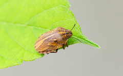 Eurygaster alternata