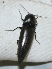Orthostethus