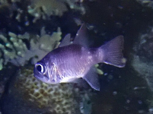 Nectamia fusca observed 2024-12-20