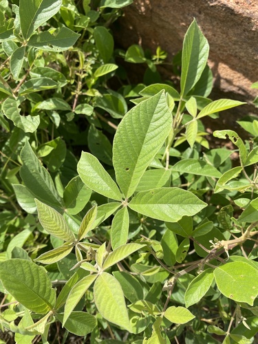 Poora Fingerleaf (Vitex pooara)