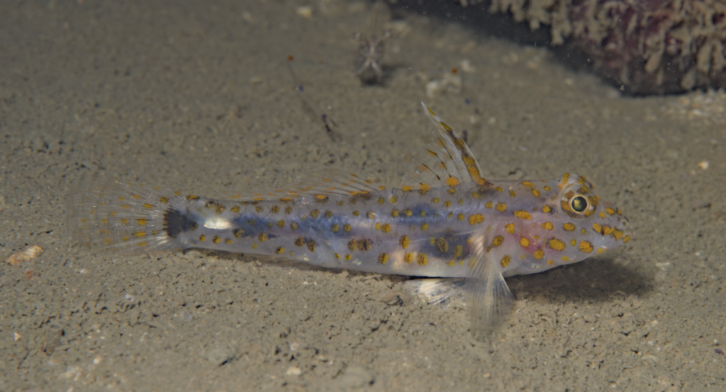 Blotched Goby from Ko Kut, Ko Kut District, Trat, Thailand on December ...