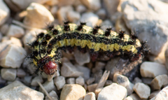 Hemileuca nevadensis