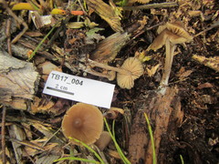 Entoloma cuspidiferum