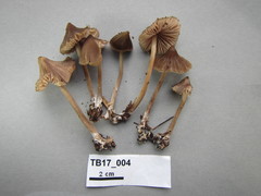Entoloma cuspidiferum
