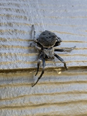 Araneus andrewsi