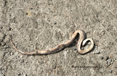 Gongylosoma baliodeira